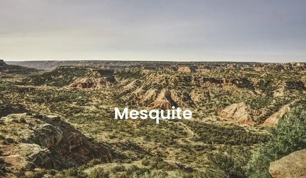 The best Airbnb in Mesquite