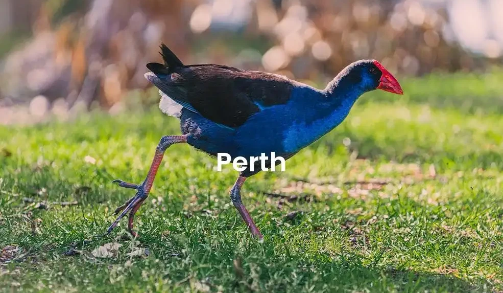 The best Airbnb in Perth