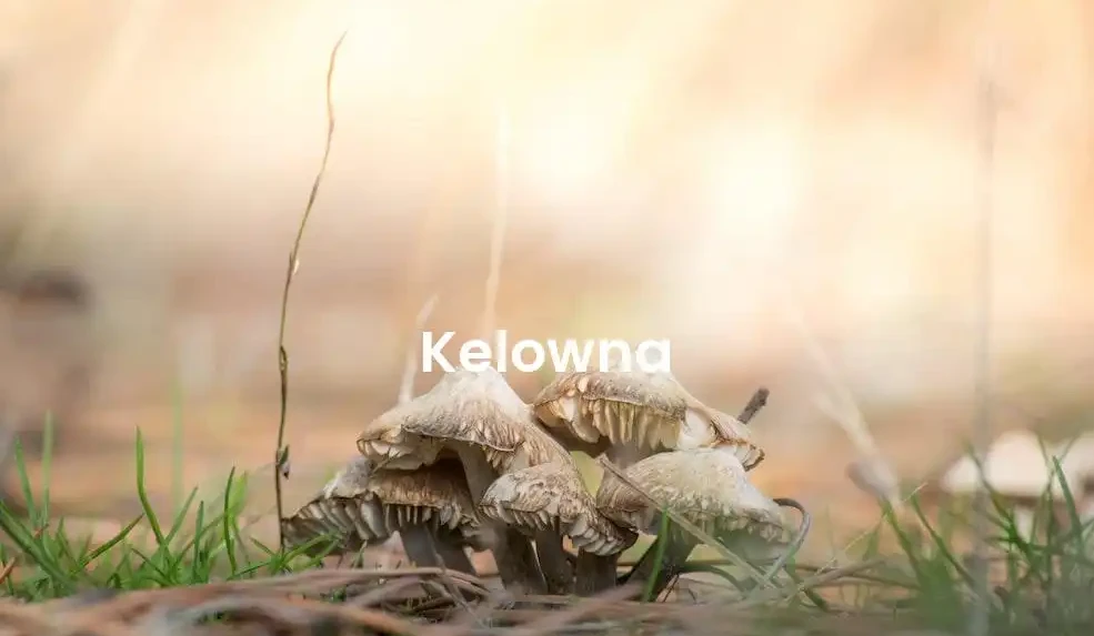The best Airbnb in Kelowna