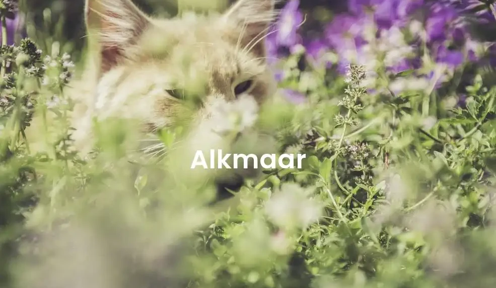 The best Airbnb in Alkmaar