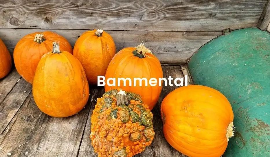 The best VRBO in Bammental