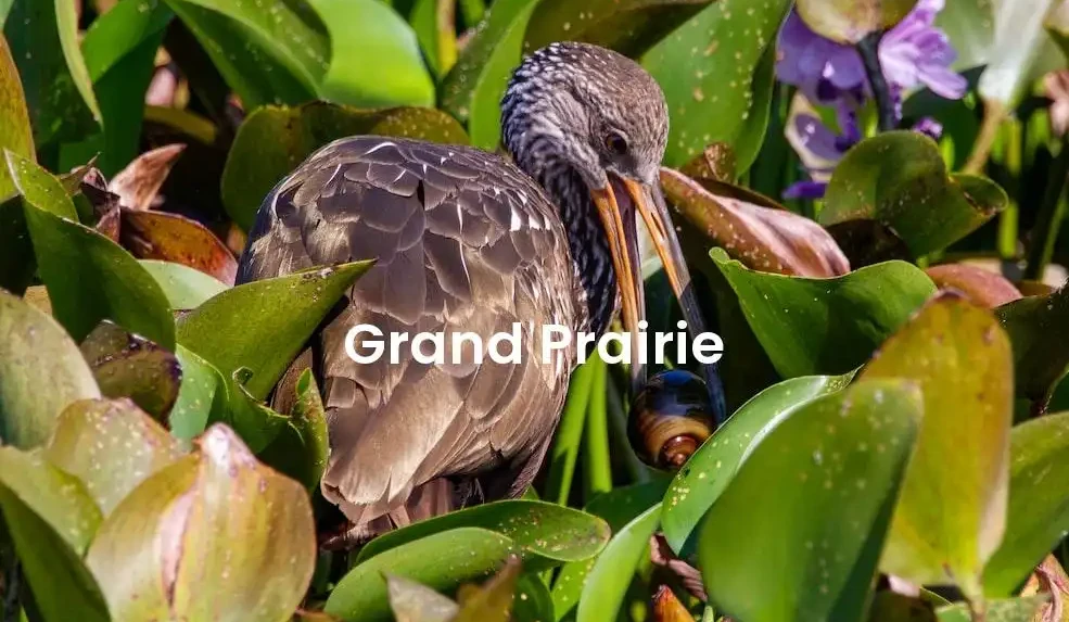 The best hotels in Grand Prairie