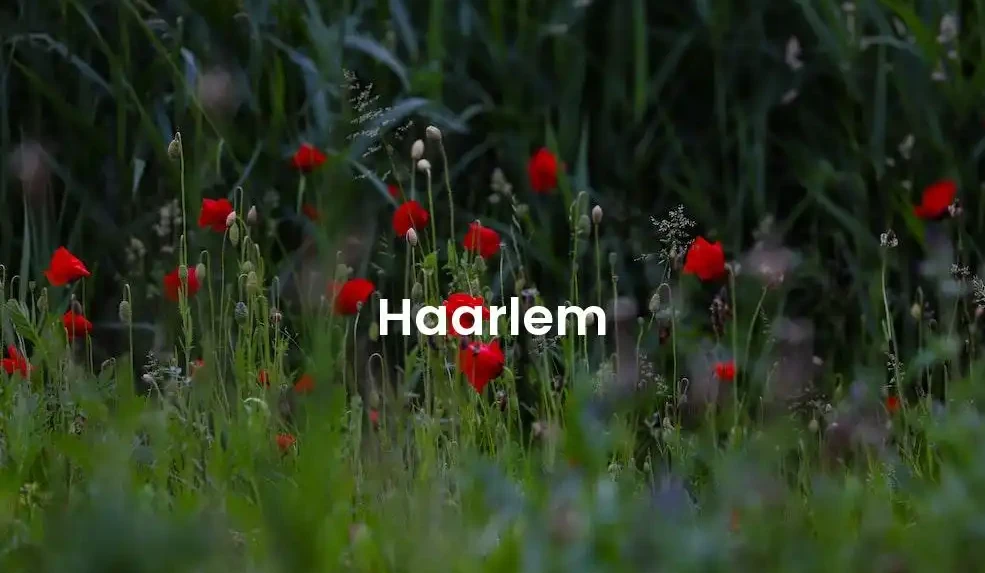 The best Airbnb in Haarlem