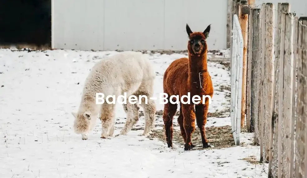 The best Airbnb in Baden-Baden