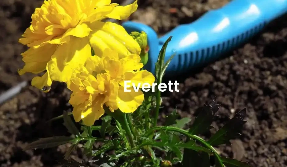 The best Airbnb in Everett