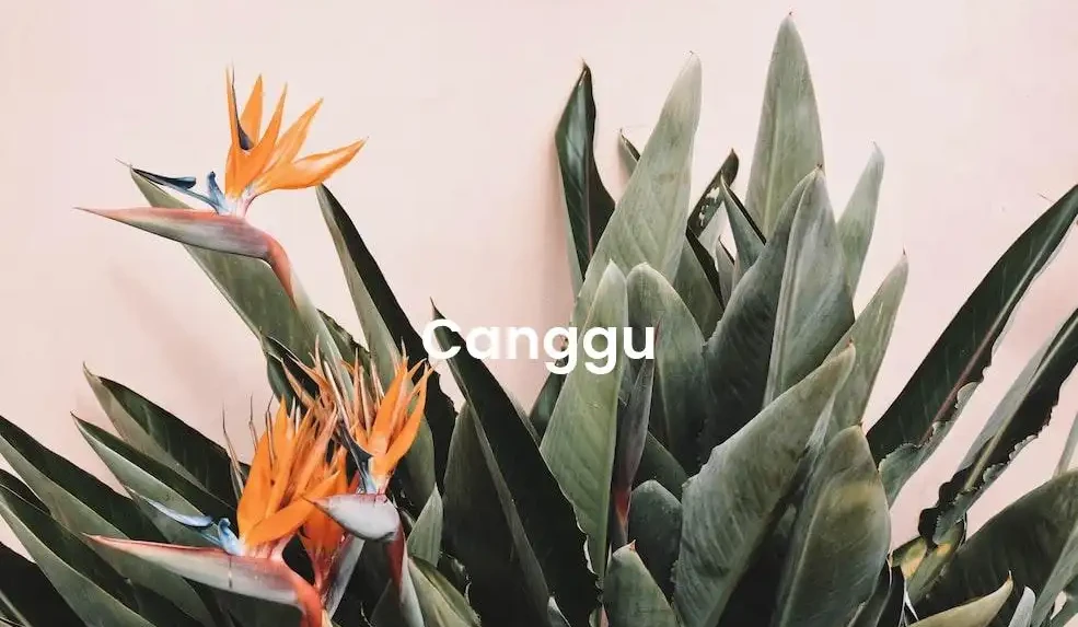 The best Airbnb in Canggu