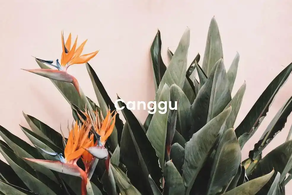 The best Airbnb in Canggu