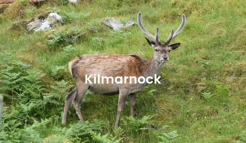 The best VRBO in Kilmarnock