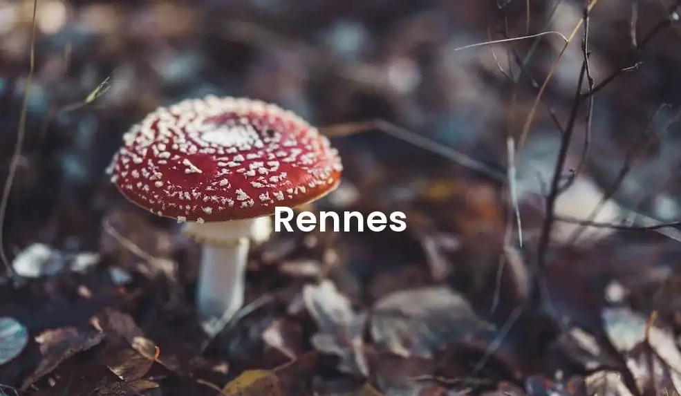 The best Airbnb in Rennes