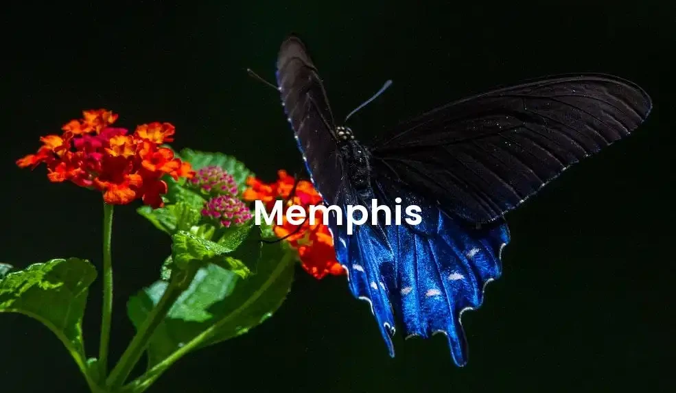 The best Airbnb in Memphis