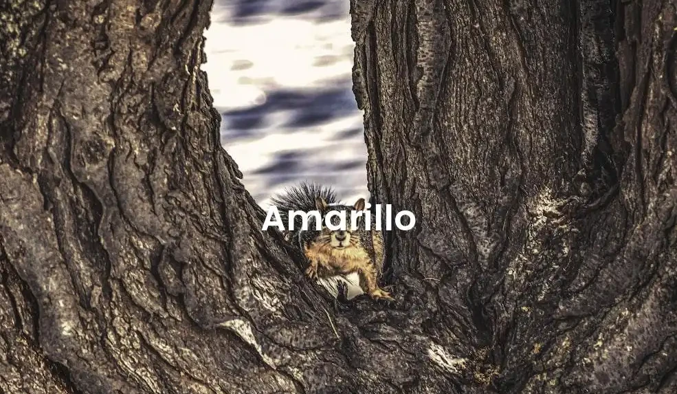 The best Airbnb in Amarillo