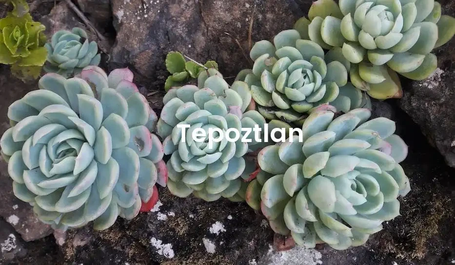 The best Airbnb in Tepoztlan