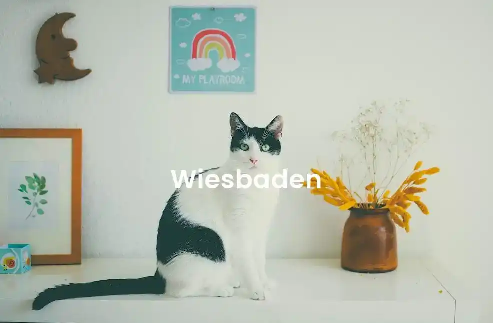 The best Airbnb in Wiesbaden