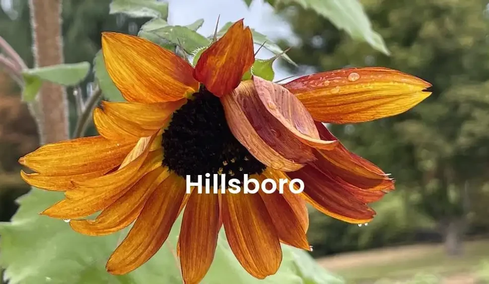 The best Airbnb in Hillsboro
