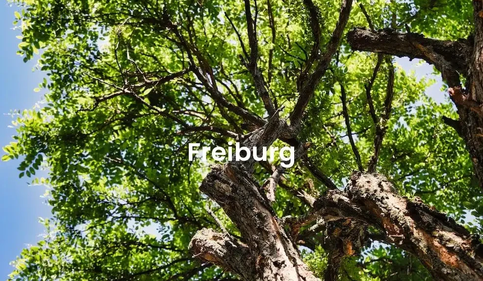 The best Airbnb in Freiburg