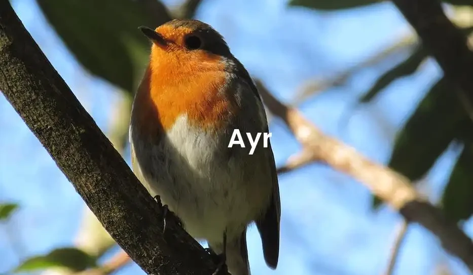 The best Airbnb in Ayr