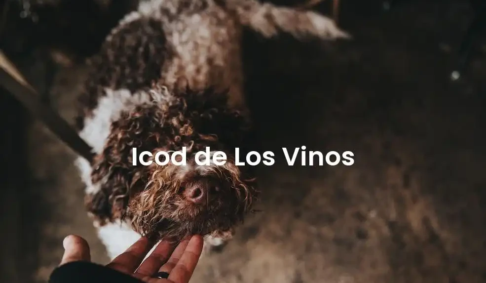 The best Airbnb in Icod De Los Vinos