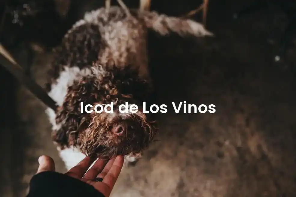 The best VRBO in Icod de Los Vinos