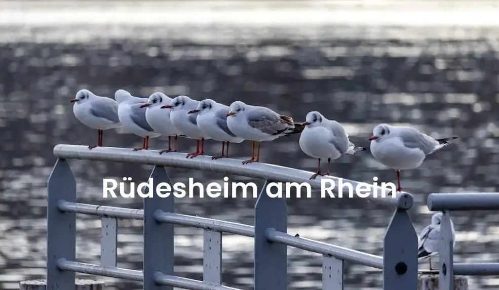 The best VRBO in Rüdesheim am Rhein