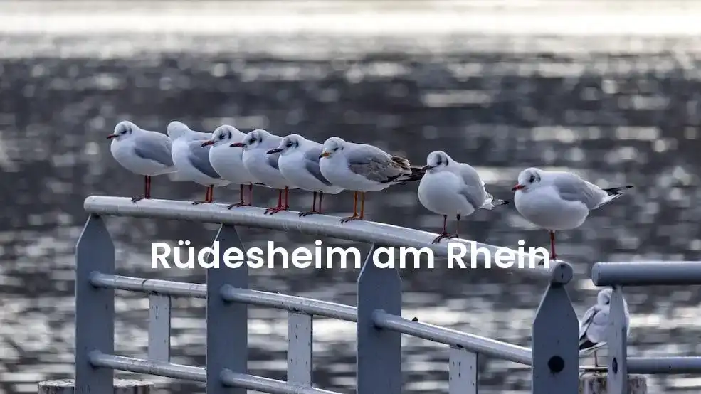 The best hotels in Rüdesheim Am Rhein