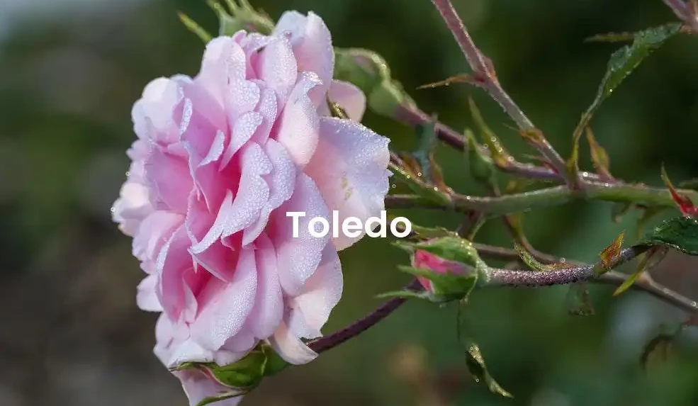 The best Airbnb in Toledo