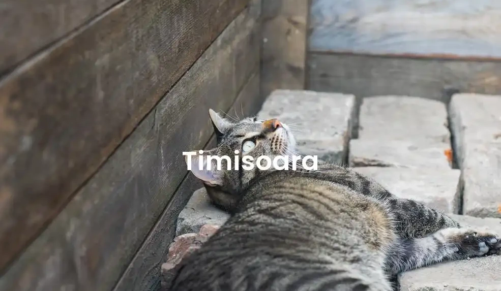 The best Airbnb in Timisoara