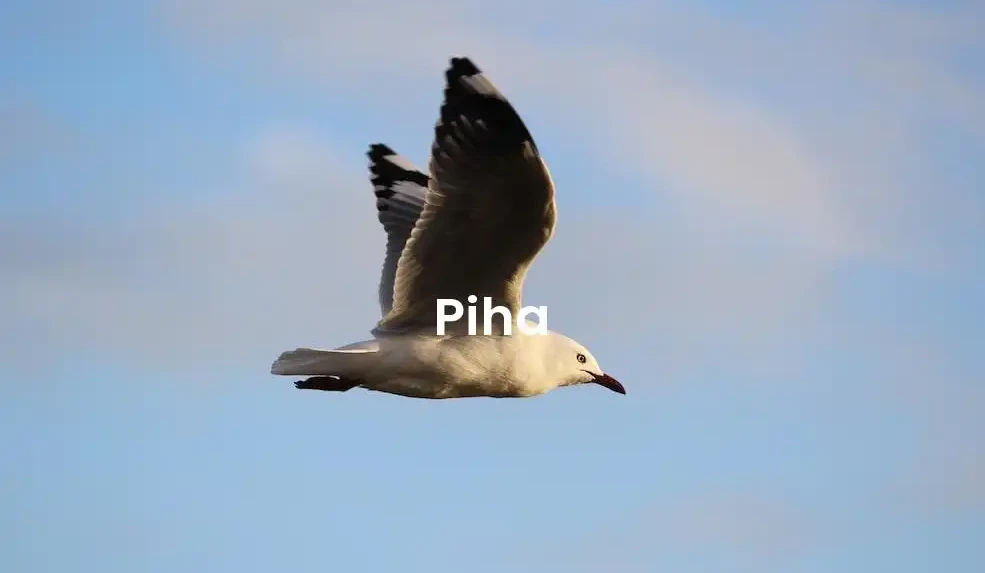 The best Airbnb in Piha